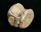 Champsosaurus Vertebrae (Cretaceous Reptile) #10831-1